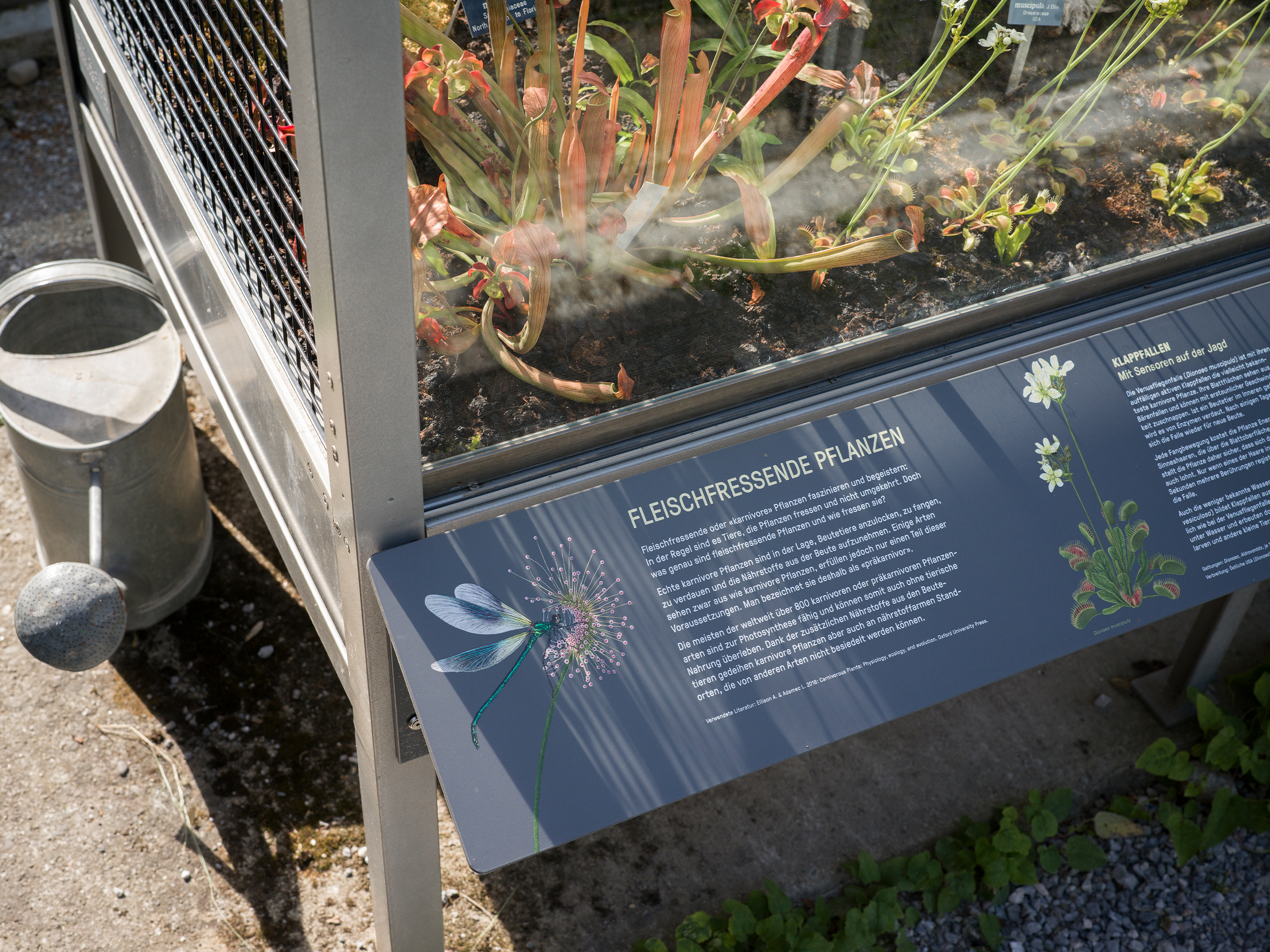 Botanischer Garten BOGA, Pfanzentafel, Fleischfressende Pflanzen