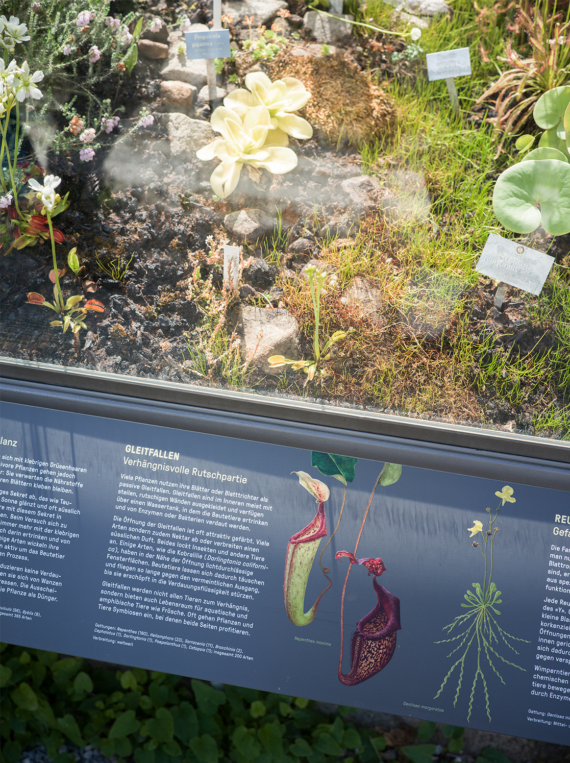 Botanischer Garten BOGA, Pfanzentafel, Fleischfressende Pflanzen