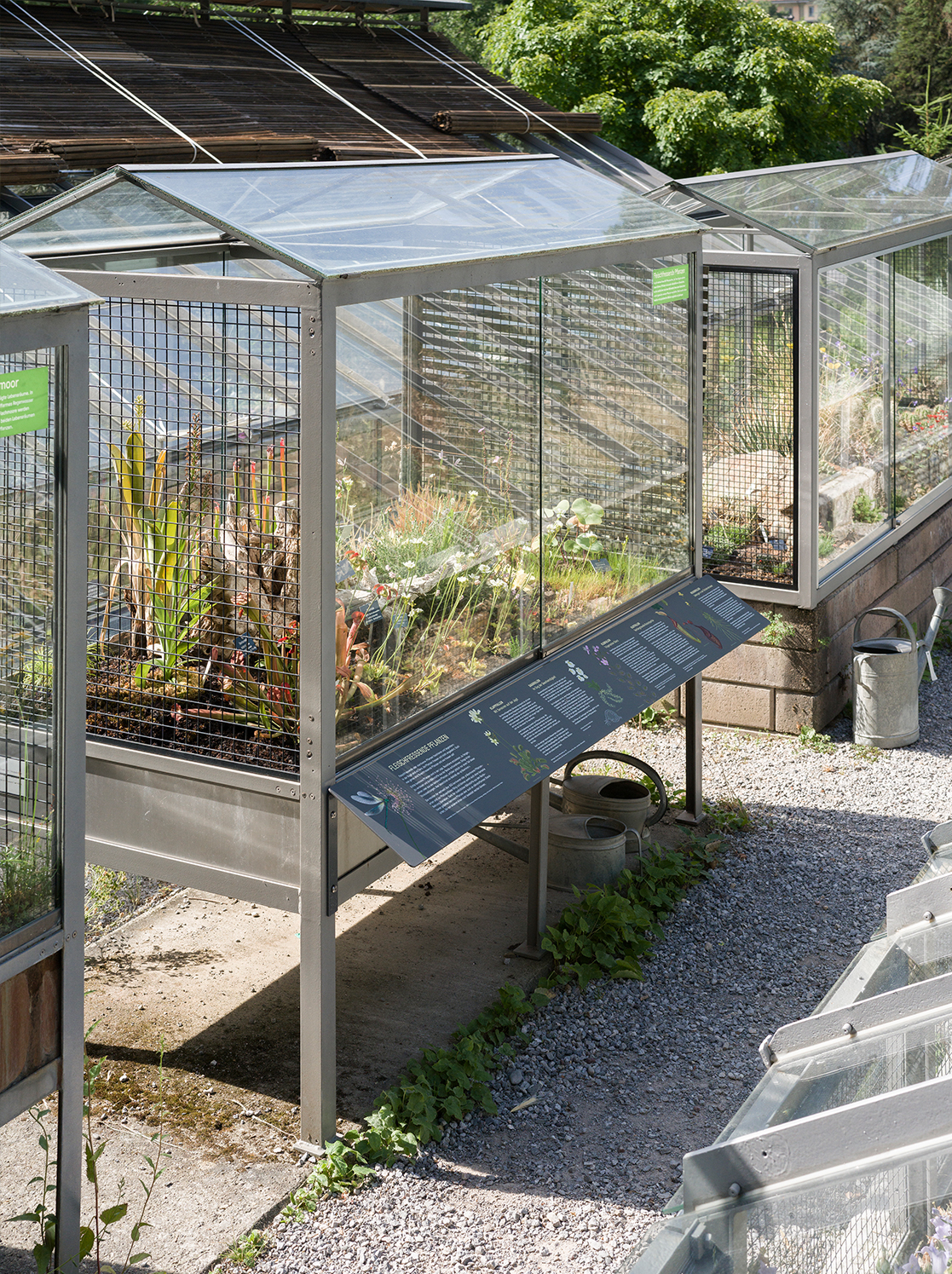 Botanischer Garten BOGA, Pfanzentafel, Fleischfressende Pflanzen
