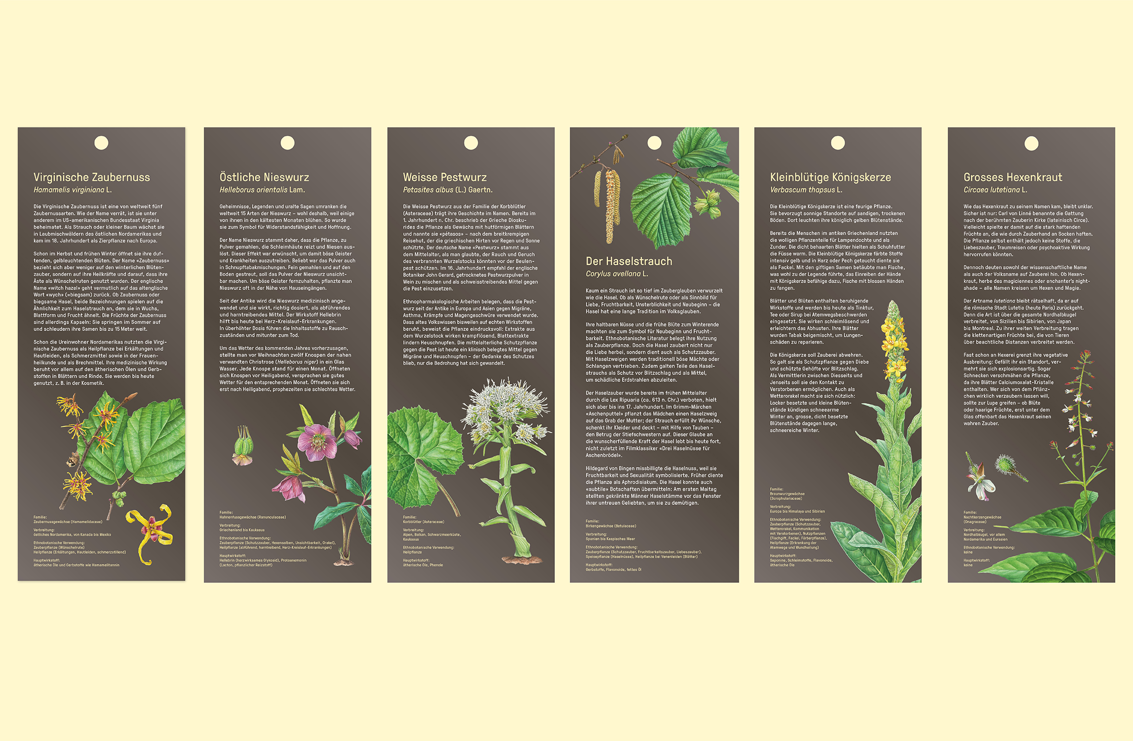 Botanischer Garten BOGA, Pfanzentafel, Zaubernusswäldchen