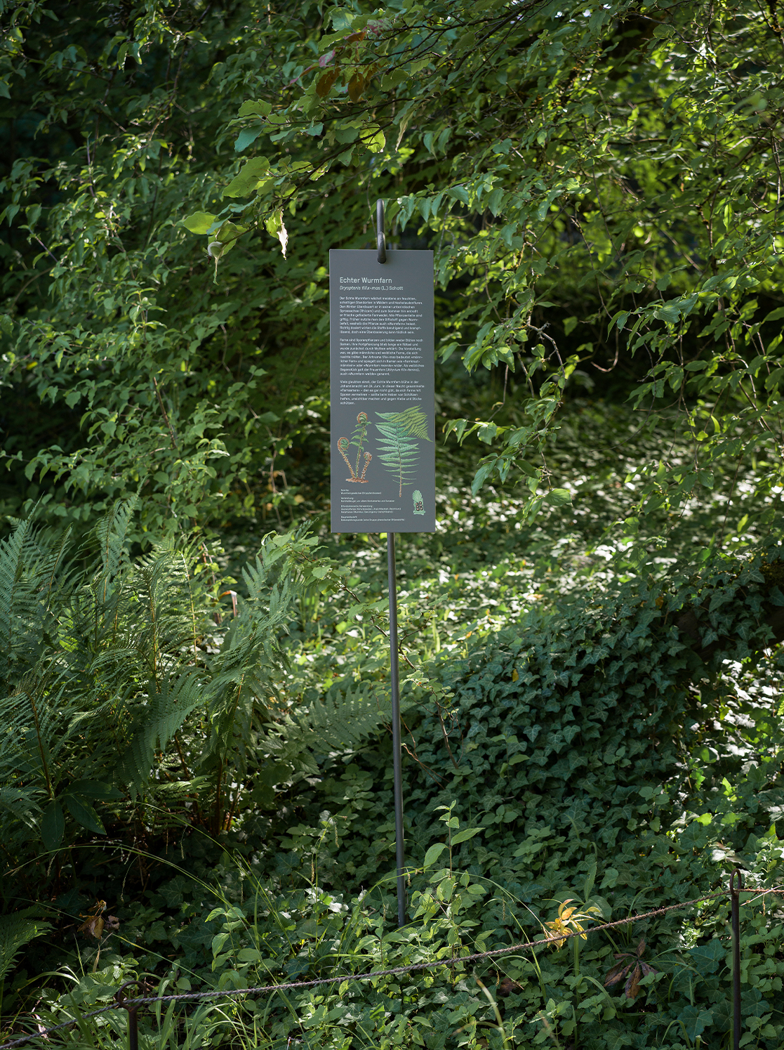 Botanischer Garten BOGA, Pfanzentafel, Zaubernusswäldchen